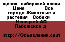 щенок  сибирский хаски › Цена ­ 12 000 - Все города Животные и растения » Собаки   . Ненецкий АО,Лабожское д.